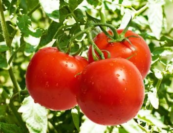 Ecovalia emprende acciones ante el intolerable ataque al sector ecológico español