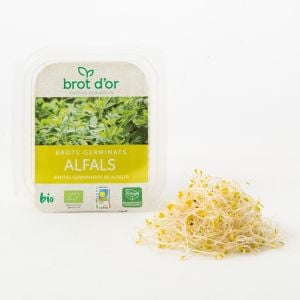 brotes germinados de alfalfa